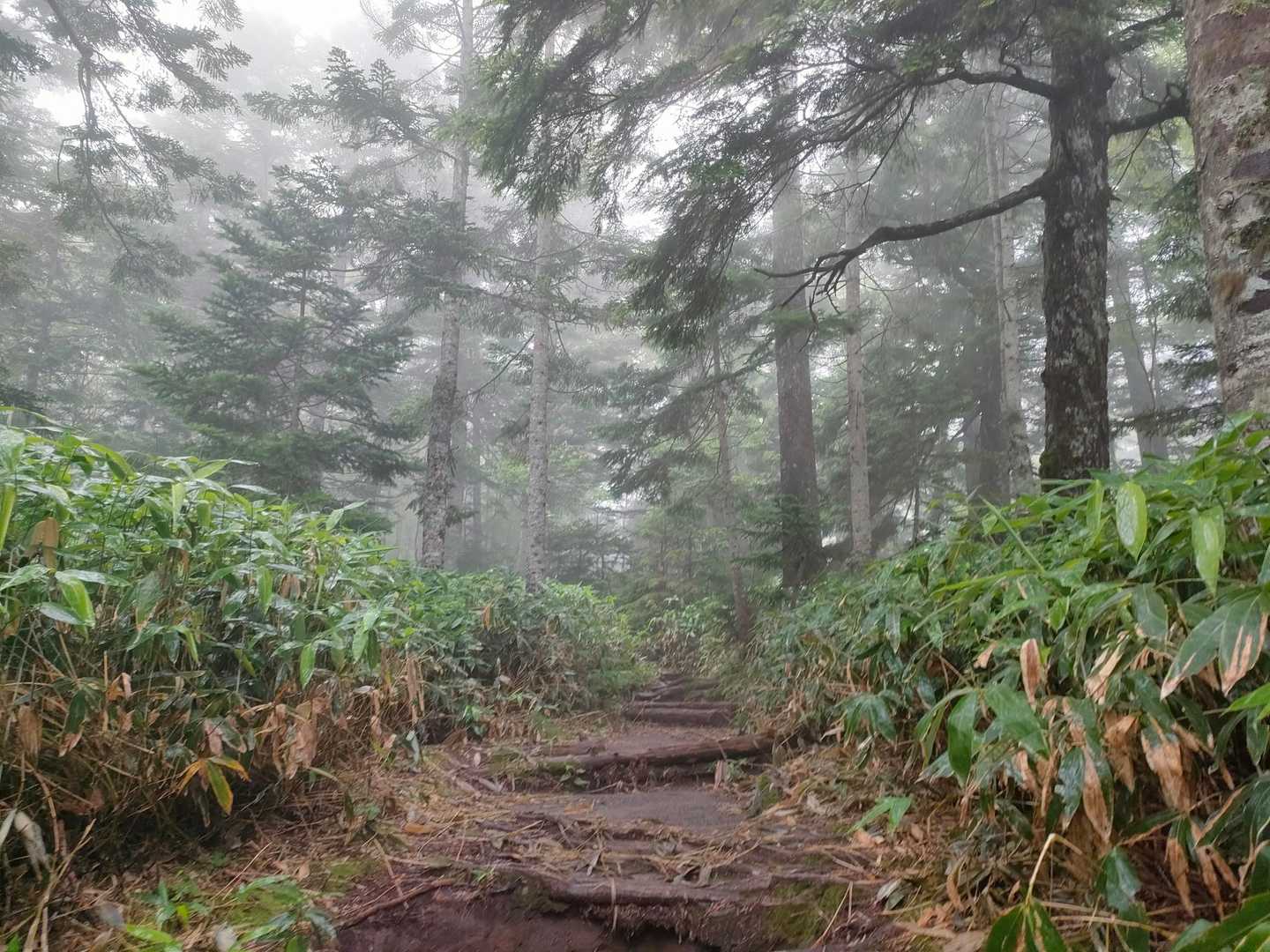 新中の湯登山口-焼岳-中尾峠-新中尾峠-河童橋 縦走コースの写真
