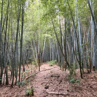 春日山の竹林は巨大蜘蛛の巣だらけ🕸️