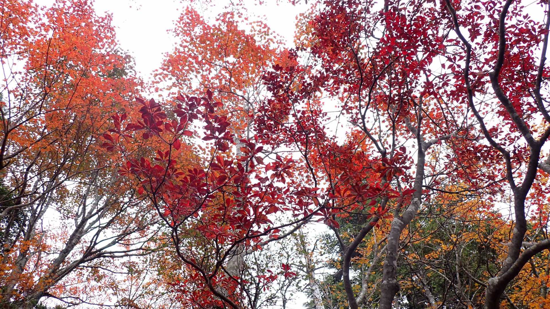 もみじ🍁🍁🍁