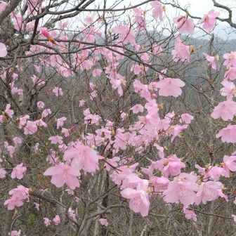 つつじ山のアカヤシオ