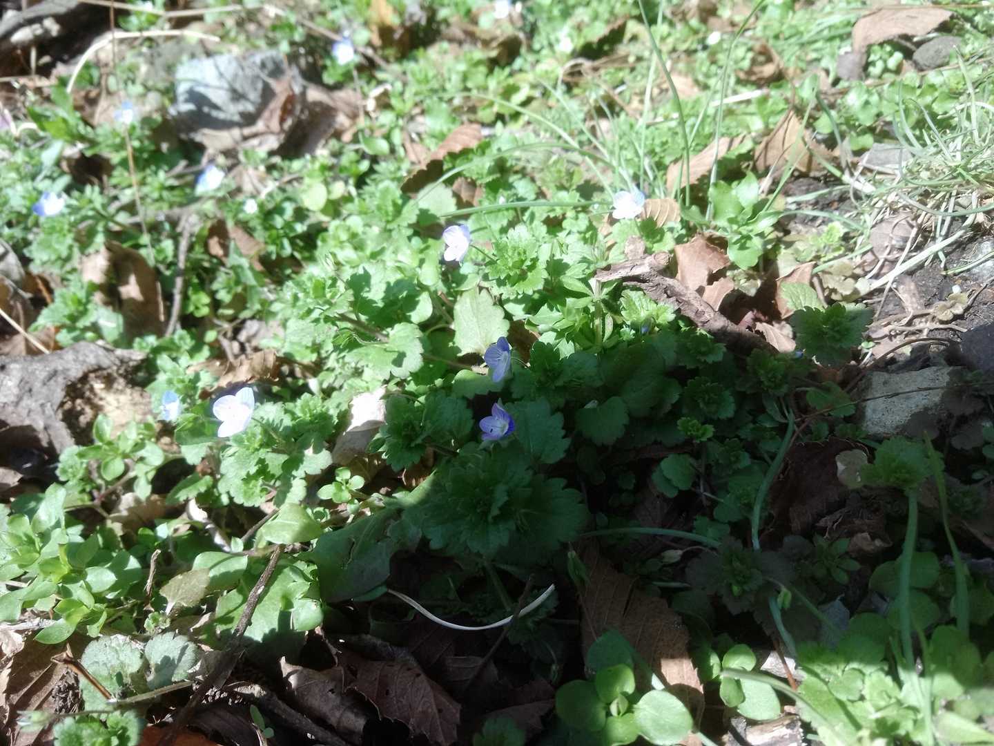 暖かくなってきたのでお花も見られるようになってきました☺️