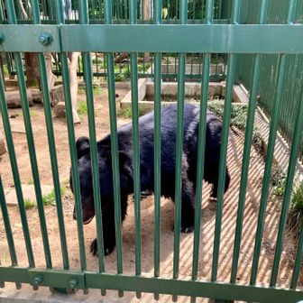ツキノワグマの「とよ」