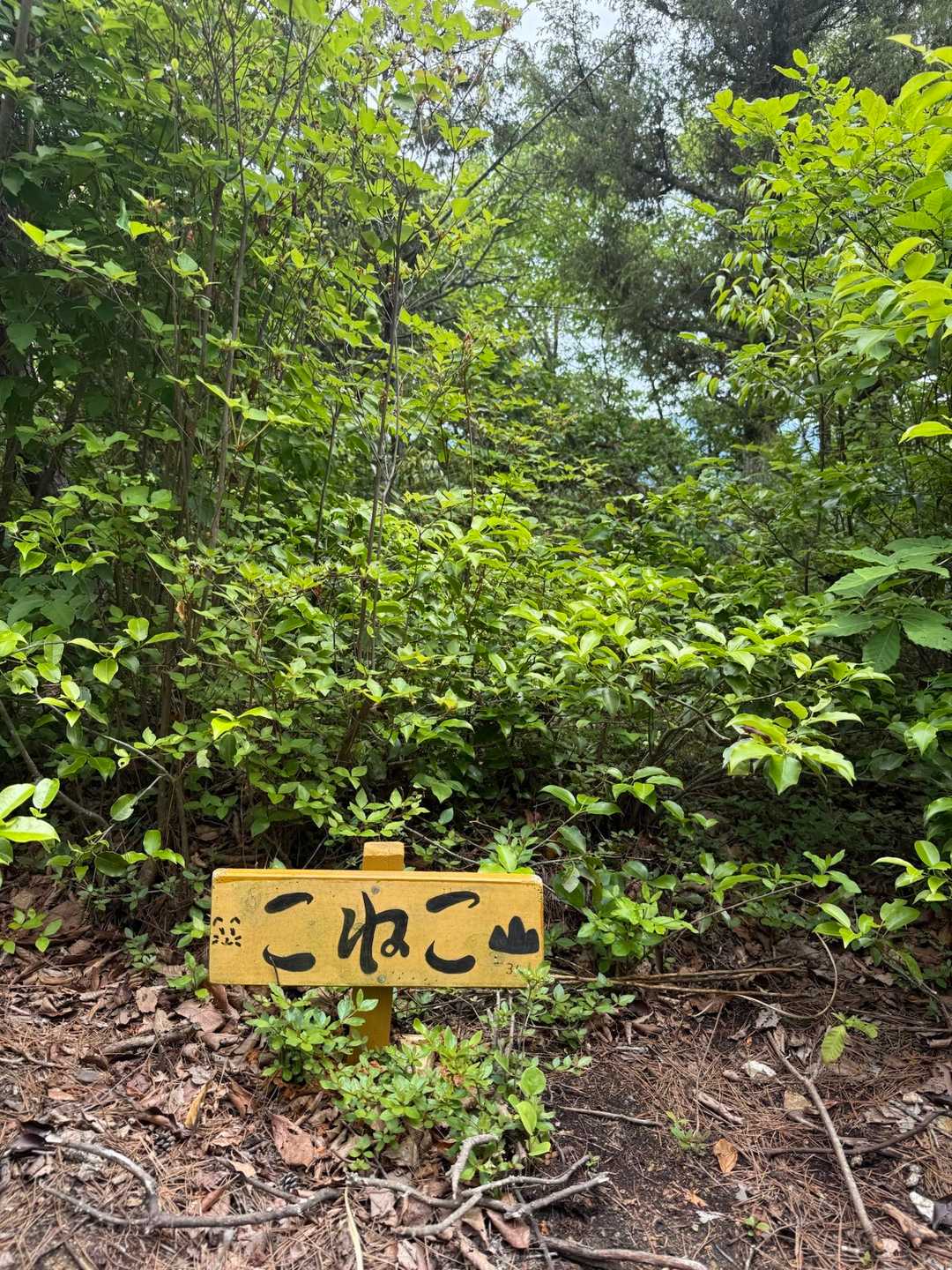 こねこ山
緑が生い茂り始めてますね
