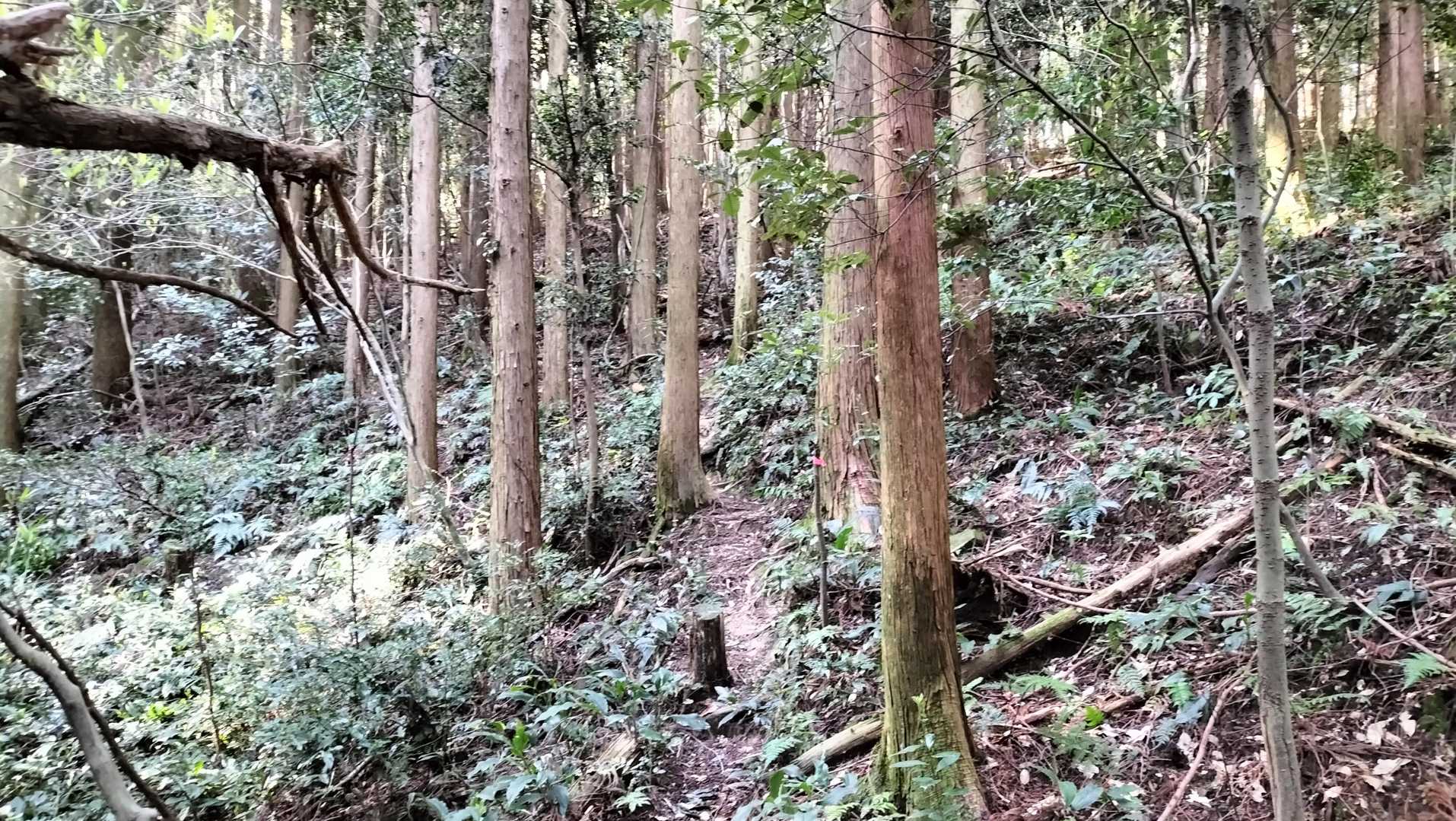 少々うっそうとしたよころを登ります。