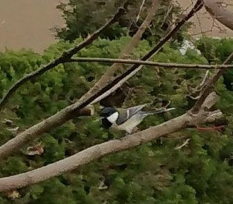 konayuki同行二人