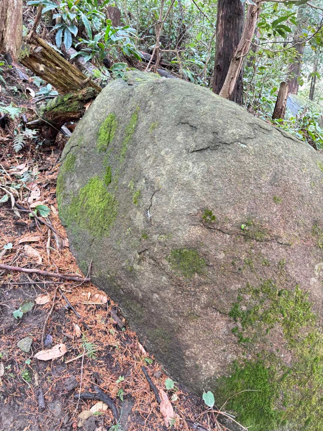 戸城山 往復コースの写真