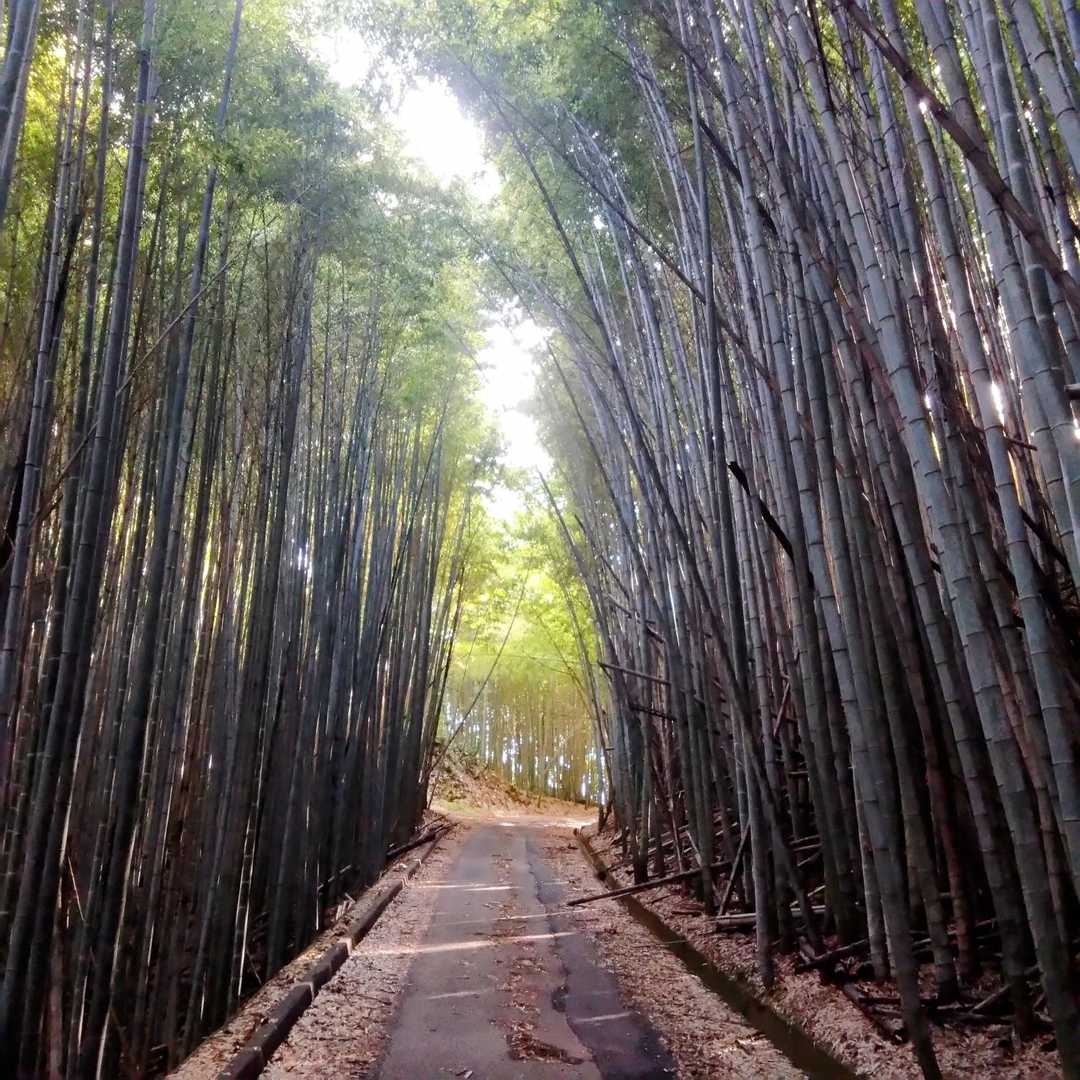 登山道入り口手前は竹がすごいです。