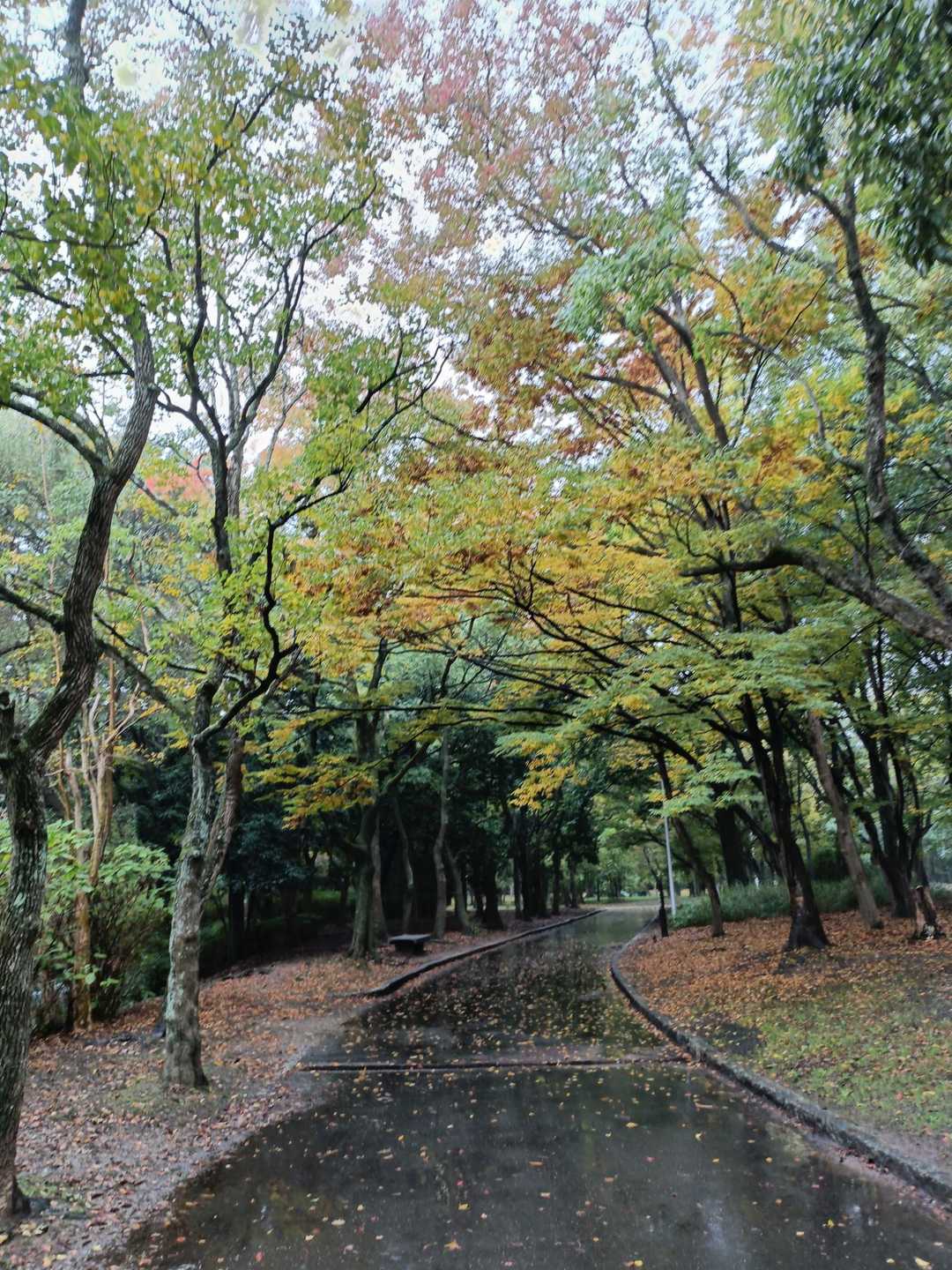 少し紅葉🍁