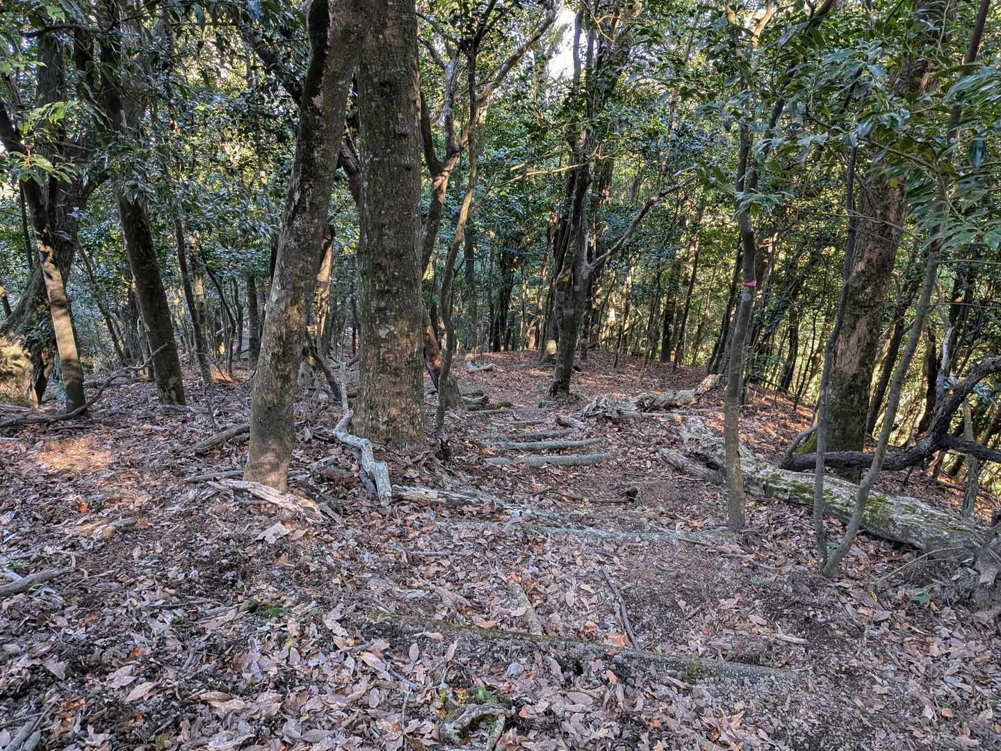 毎年このコースを歩く事で、体力や足の状況の変化を確認出来ます