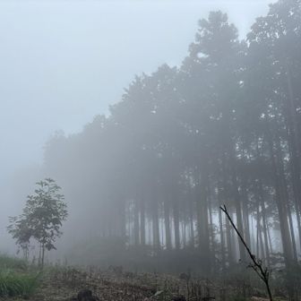 霞んで幻想的