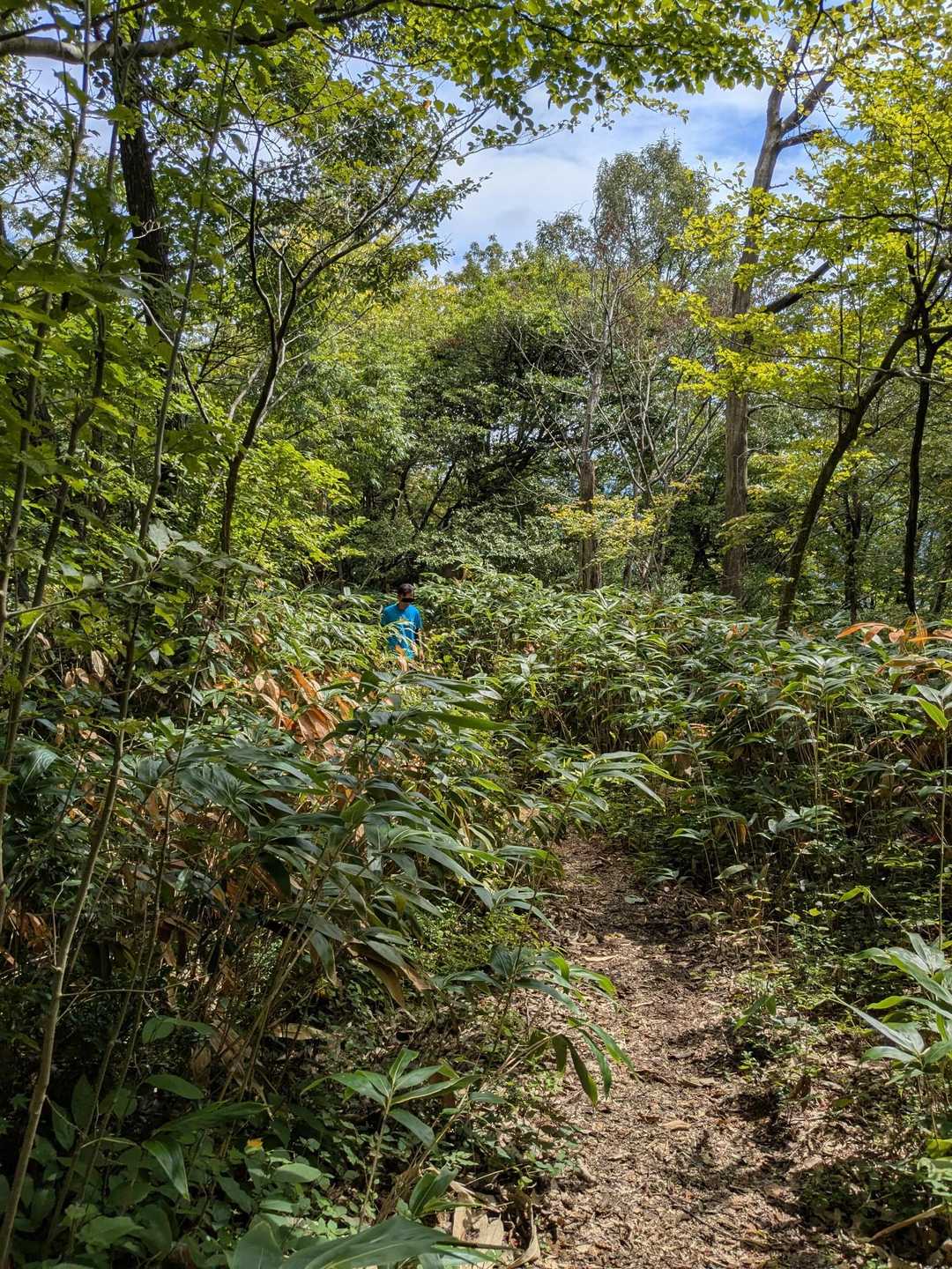 🧒オェーーー🤮蜘蛛の巣🕸️

先頭のウチは何度も蜘蛛の巣ダイブ🤮
この山、階段ばっかやしアップダウン多いし苦手だ…