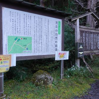 駐車場には黒岳の自然杉群落を説明する看板がある