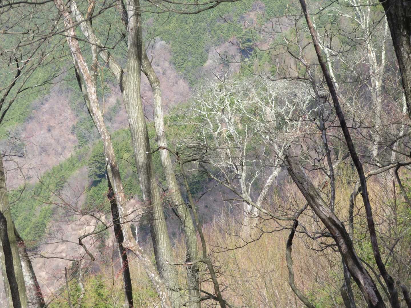 素敵な木