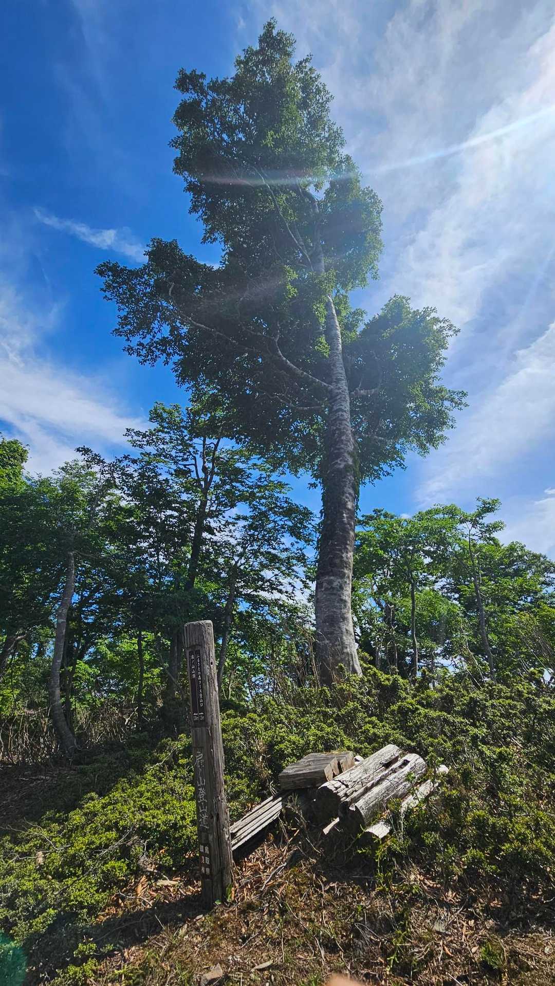 尾根の真ん中にブナの木が😀
