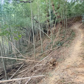 RUNゾーン抜けて