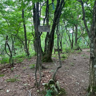 滝山の山頂です。少し広い山頂ですが、眺望もなく暗くてちょっと残念な山頂です。
牛山～滝山間は尾根筋を辿っていくだけなのですが、道が不明瞭なうえ、赤テープが貼ってあっても色あせて色が飛んでしまって見つけづらくて、とても難儀しました＞＜