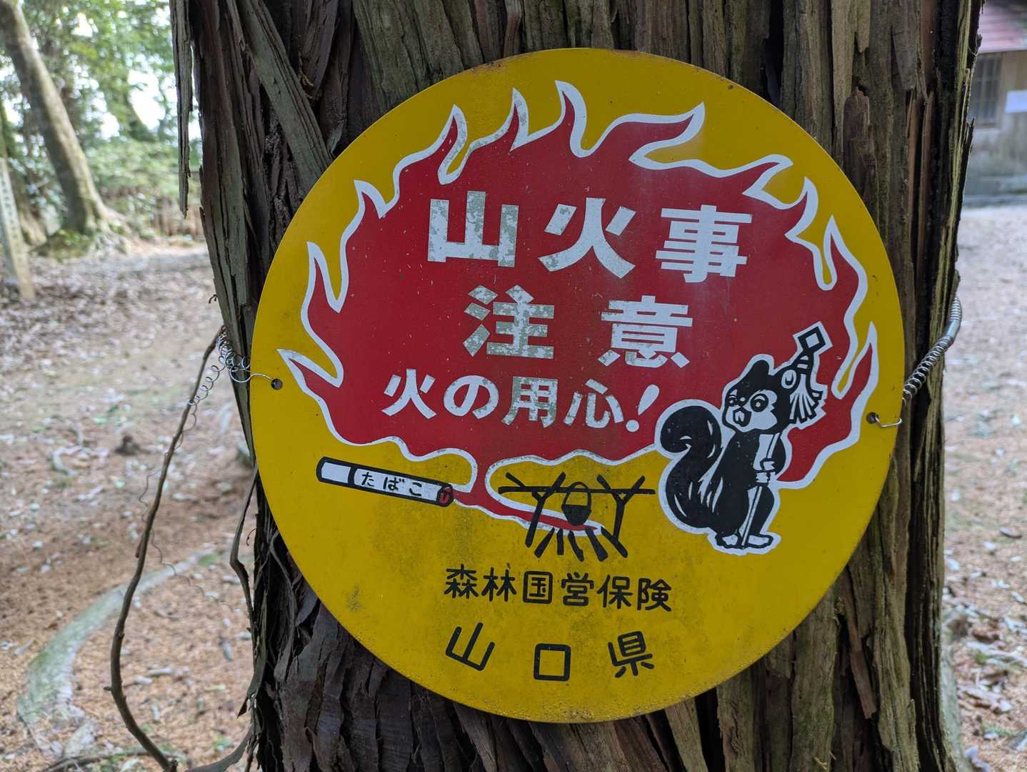 まといリス発見
