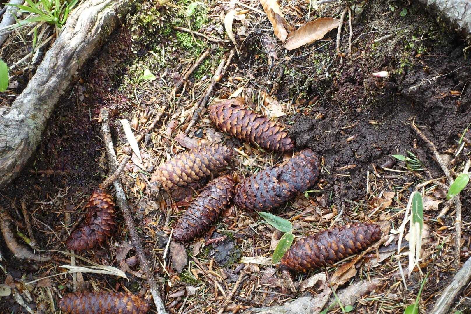 イラモミの実
💩と間違えそう😅