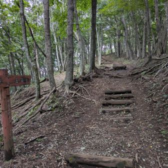 巻き道へ行かず
東海自然歩道の標柱に、従います💨
階段、ピークの繰り返しが何度も！
ほぼ貸し切りでした〜