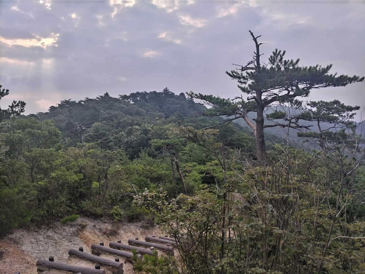 蒸し暑いけどまだ歩ける時間帯👍
