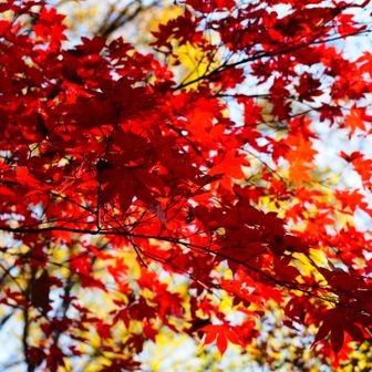 ここの紅葉が素晴らしかったです🍁