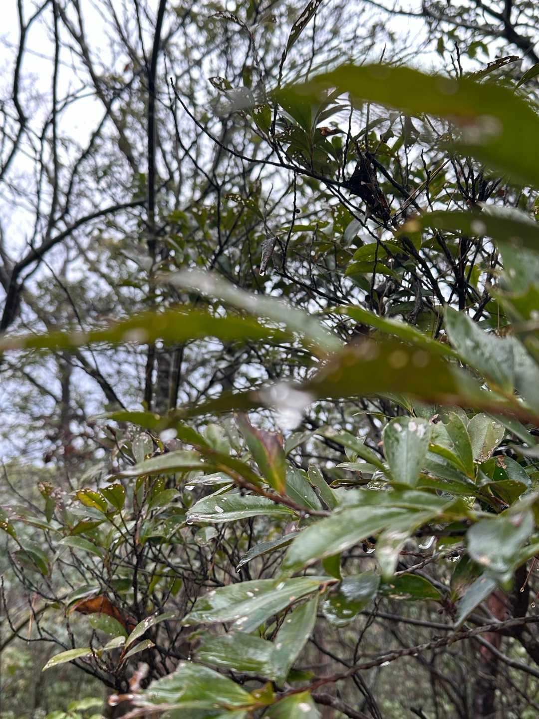 雨を溜めた葉っぱ🌱