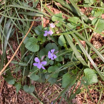 タチツボスミレ？