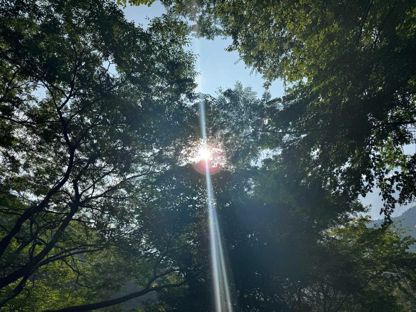 標高こそ高くはないが沢沿いのため涼しい。
先週と温度は変わらないのにこれだけ違うとは😌