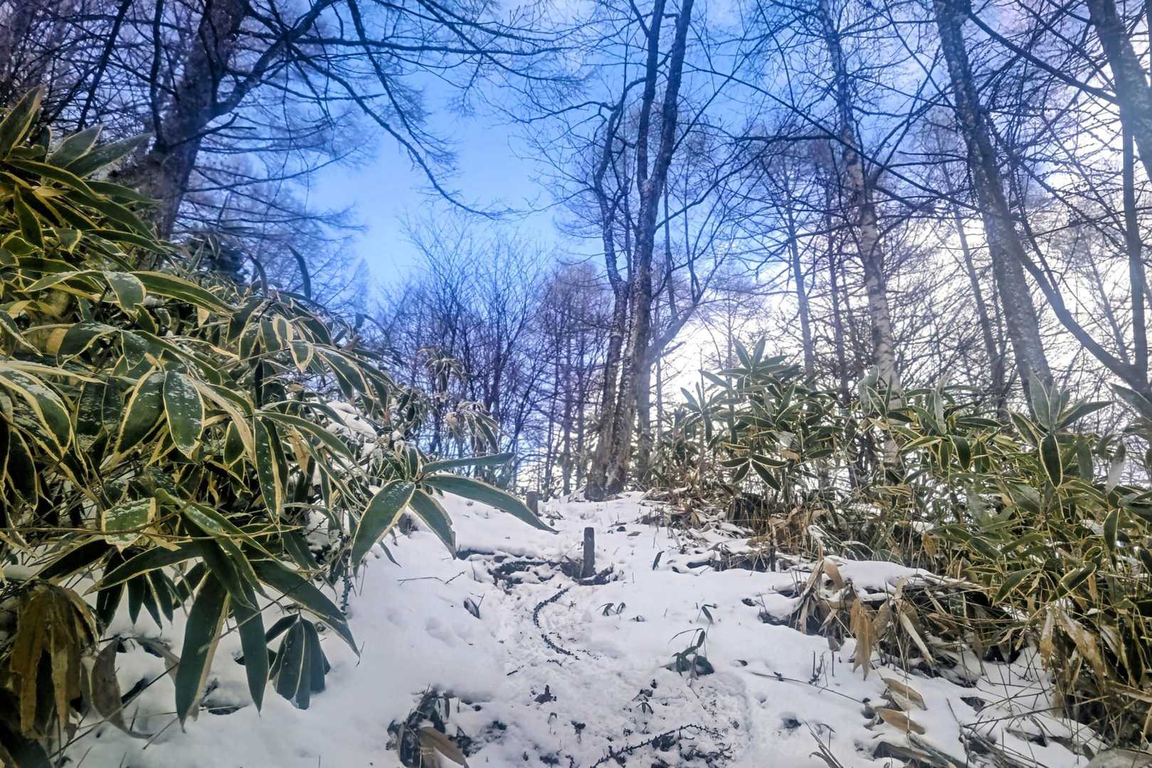 粉雪が舞う登山道、時折見える青空に励まされて😌