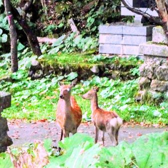 鹿の親子が出迎えてくれました🦌