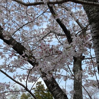 桜は満開でした〜🫶