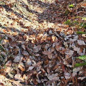 ここも🧹でラッセル開始。