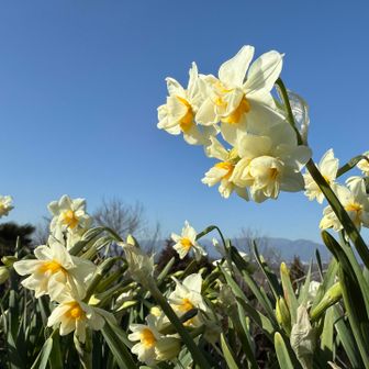 春を感じます🩷