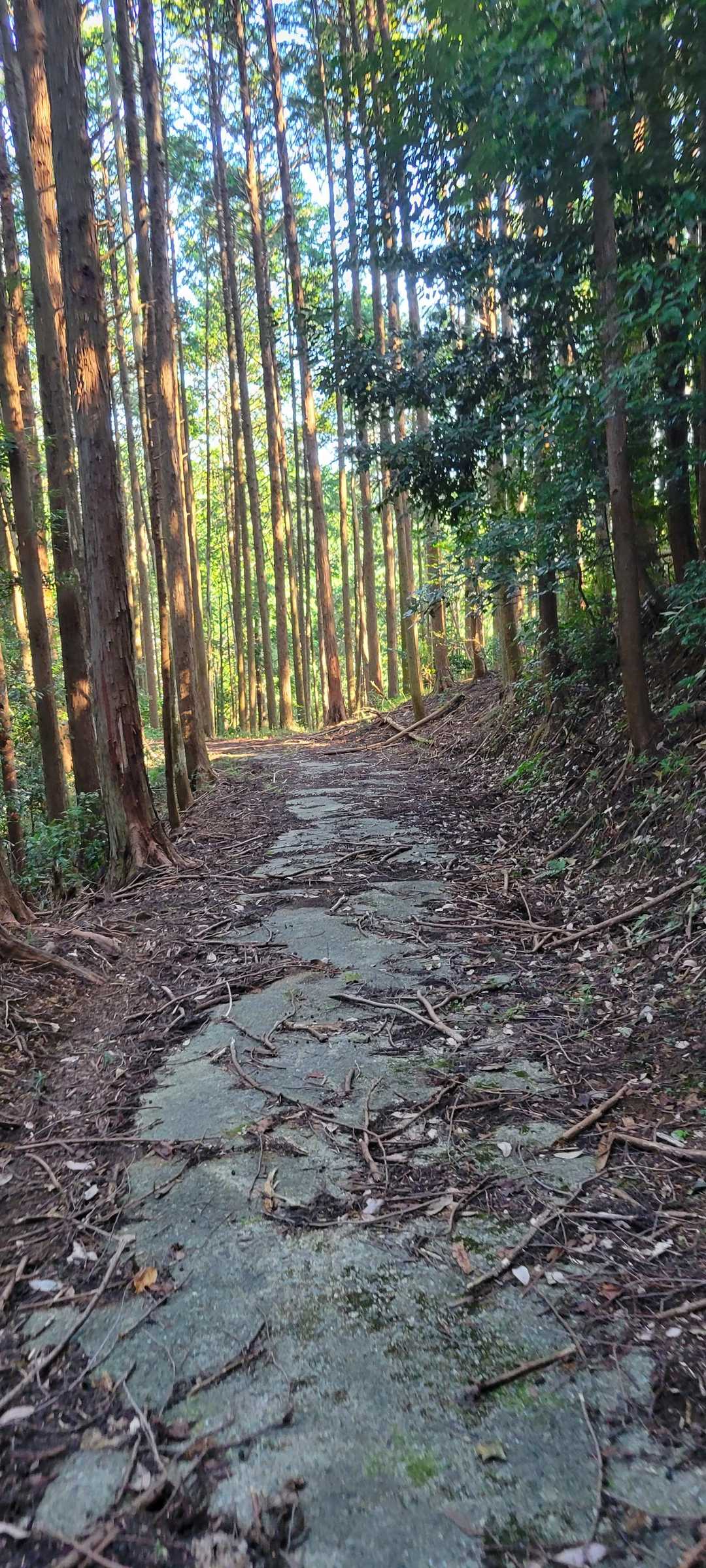 貝石山に　舗装道で