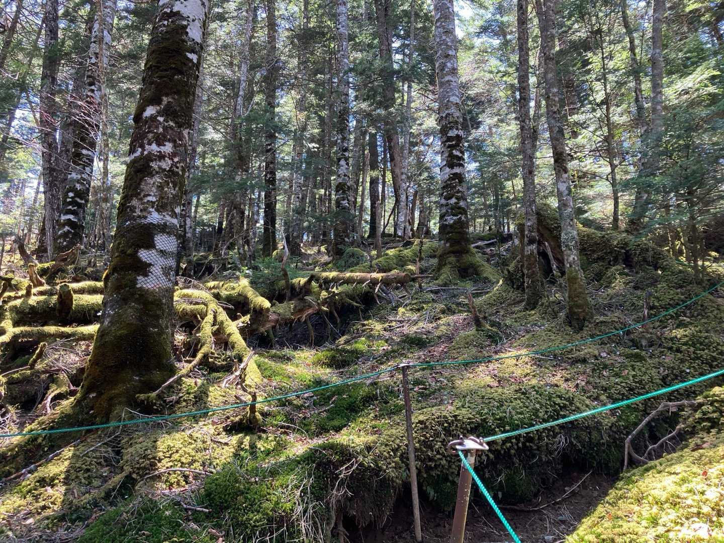 鴨沢バス停-小袖登山口-堂所-七ツ石山-五十人平野営場管理 縦走コースの写真