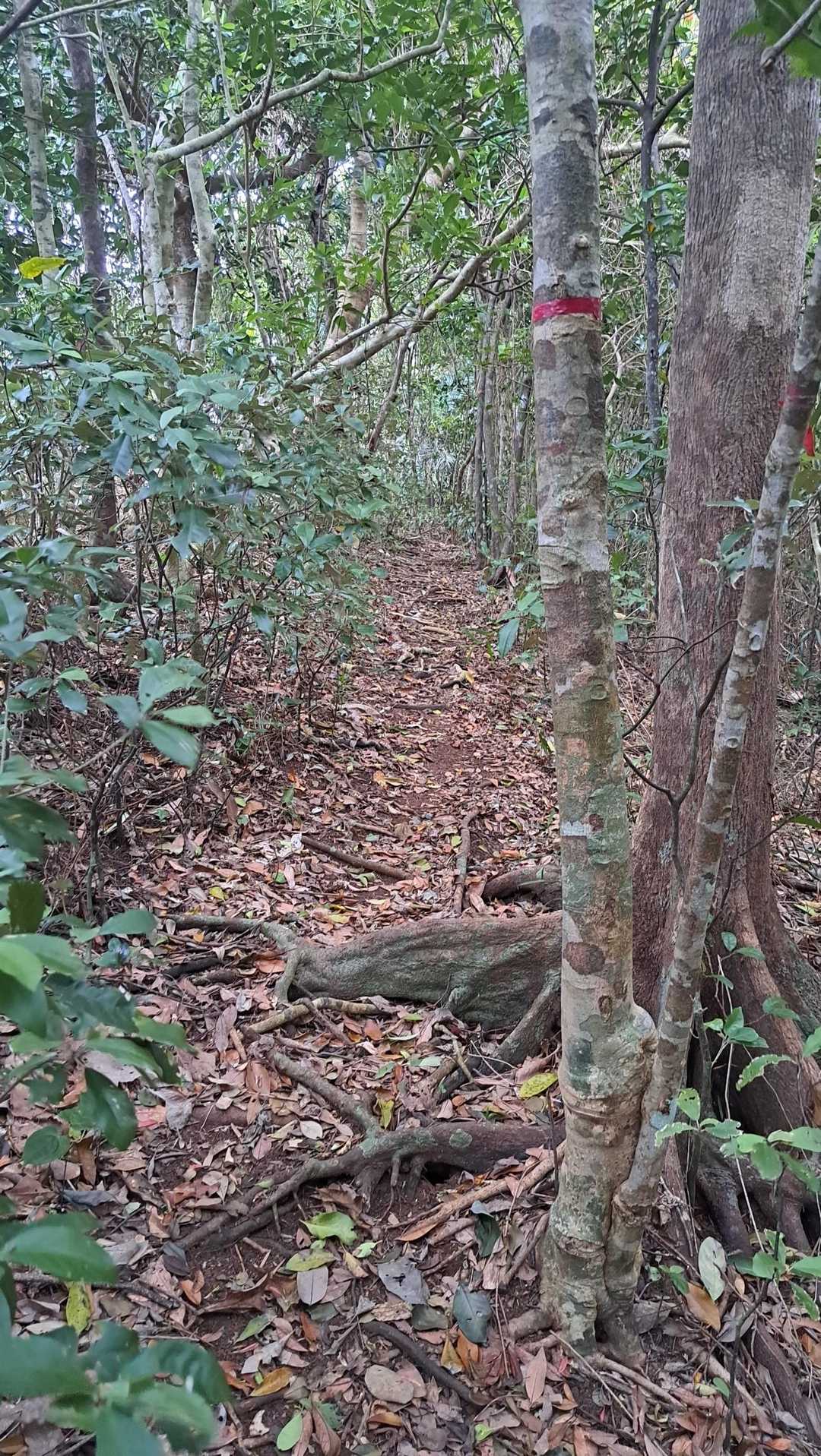 雨は降っていませんが曇り空で暗い登山道を登っていきます🚶