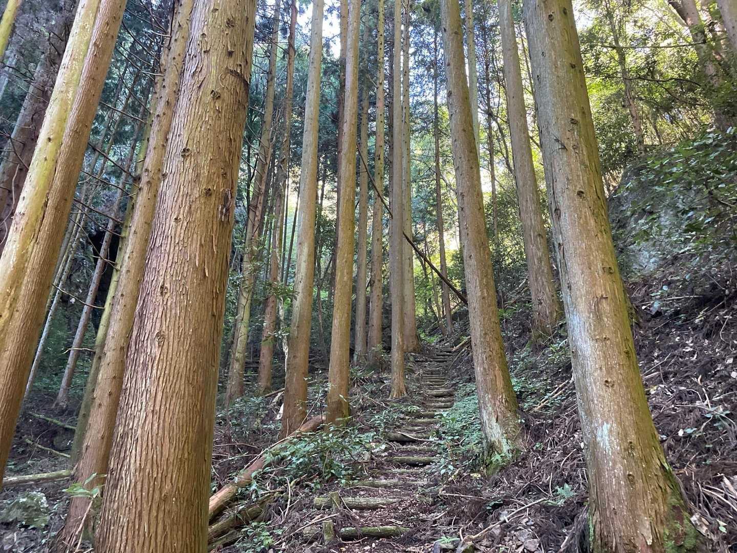 後半は急登でバテる🫤。