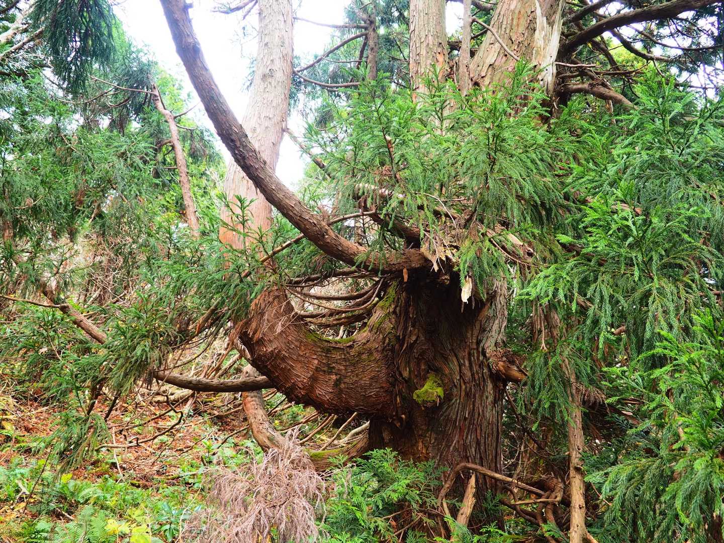 和木登山口-和木山-金剛山-大佐渡石名天然杉 周回コースの写真