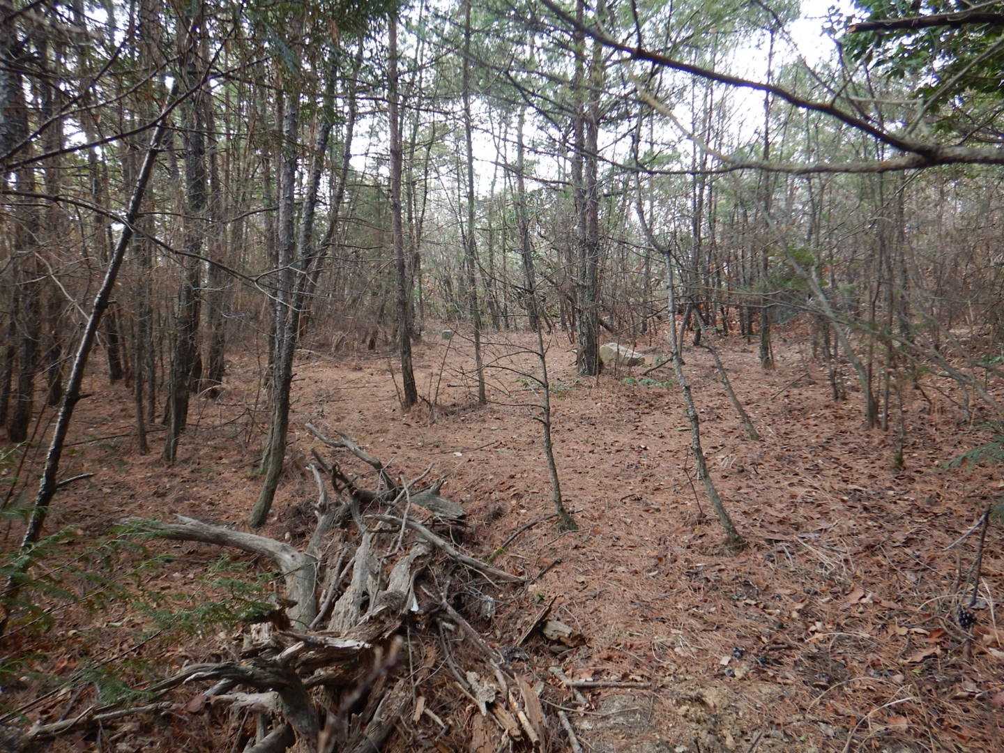 摩訶衍山山頂〜🎵
4年半前に来た時の獣臭も無く、デカいぬた場も枯木で埋められてる👍
まあ、景色は変わりなく無しじゃ😁