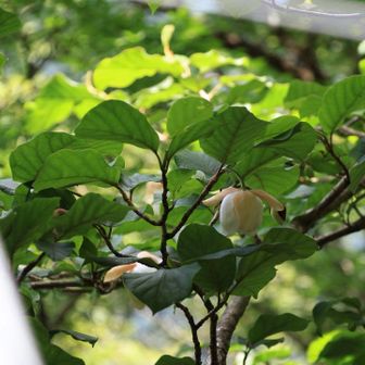 BBAも なんか 可愛い


こんな花と思えば 😀