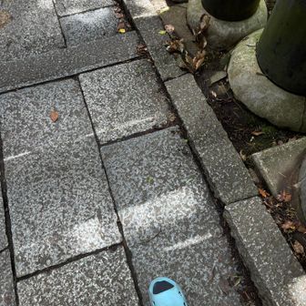 ゾウリで足元ヨシ👉