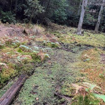 たぶんこの辺から登るんだろうけど足元がぷよぷよくらいぷよぷよだったからやめた