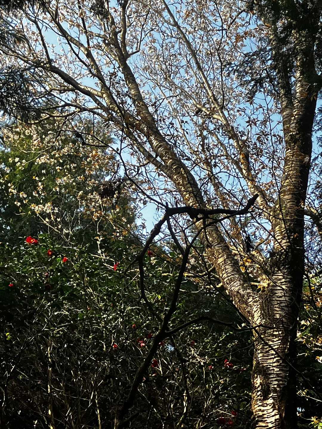 山桜の大木でした。気付かず素通りするところだった👀💦