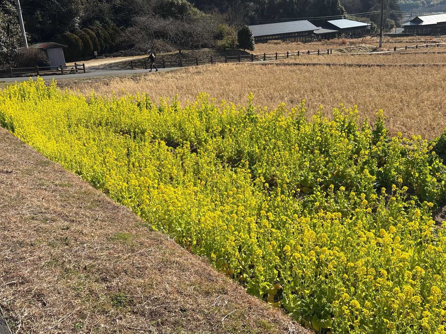 菜の花も咲いていました