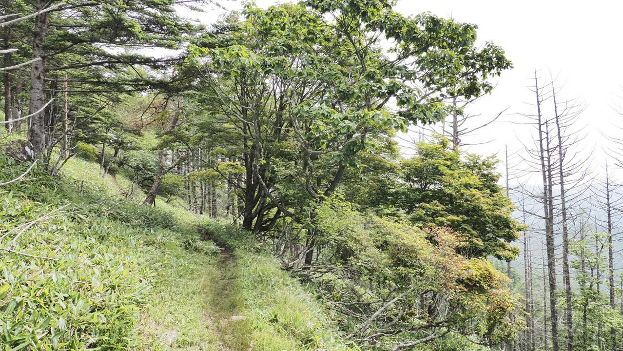 中央分水嶺トレイル（長門牧場〜白樺湖〜八島湿原〜三峰山〜美ヶ原）、2daysスルーハイク の写真 31