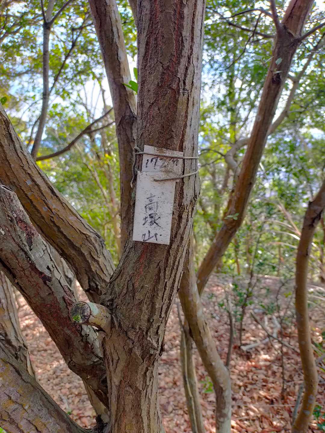 高塚山、山頂✌️下山方向、間違えて🤣降りるところでした🤗