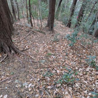 正山の北側の登山道は急傾斜なのでご注意を！落葉を積もり足場が柔らかくかなり滑ります…