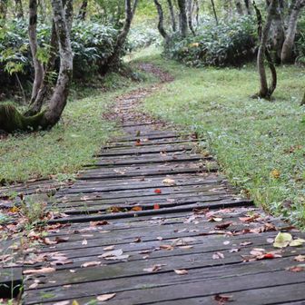 山頂手前…雰囲気のいい木道🥾
