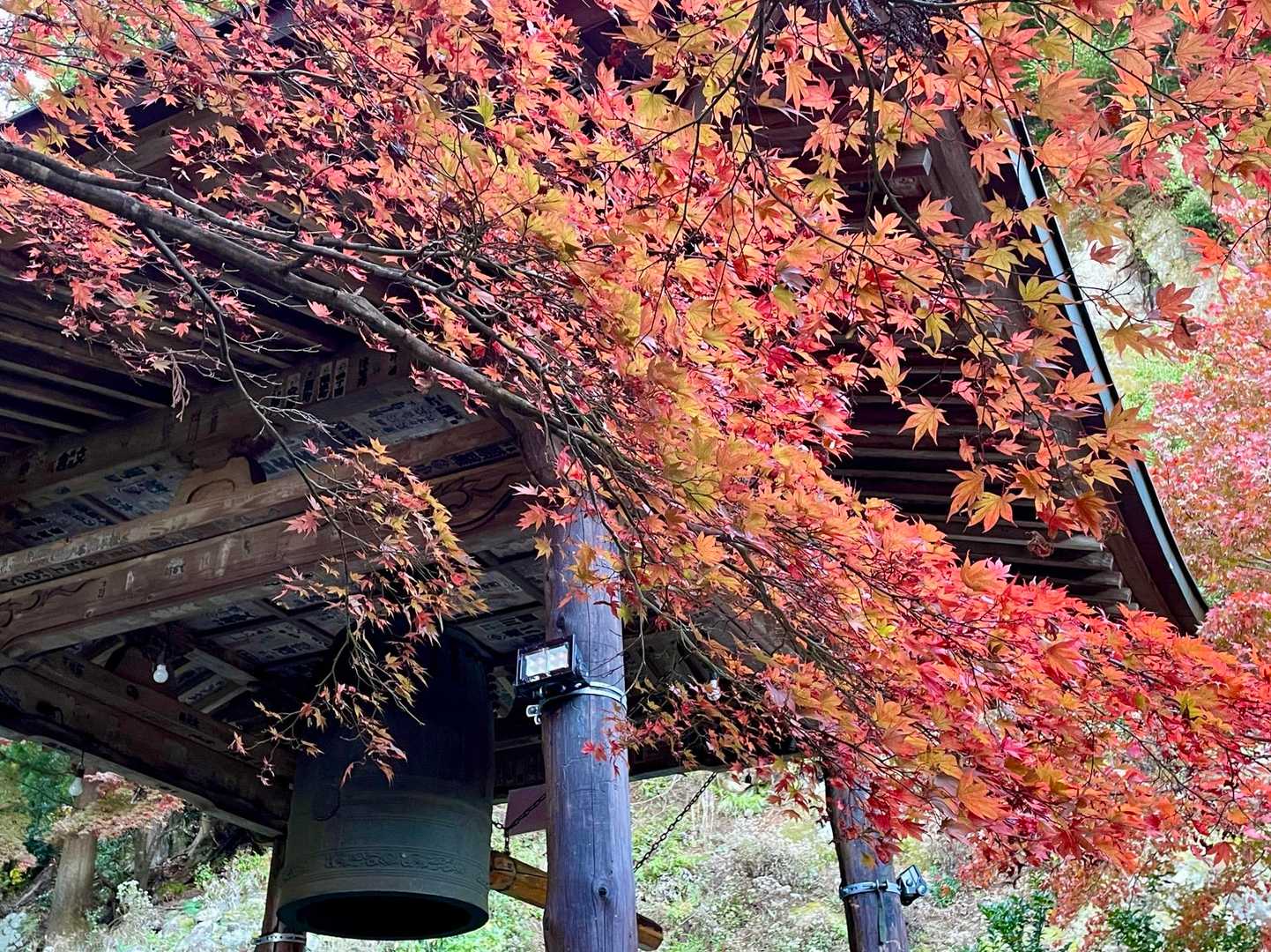 午前中は素通りした大山寺
お寺辺りの紅葉がきれいでした✨