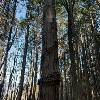 木に縄で締められたような跡
昔は巻かれてたんですかね？

これで一旦戻り、ラストピークの秋葉山へ